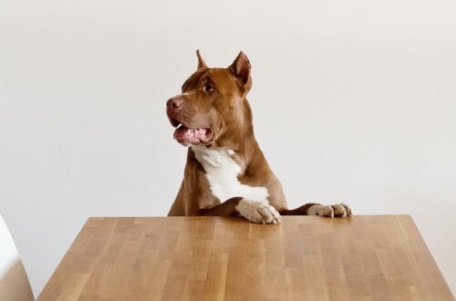 adorable purebred dog standing at wooden table and looking away