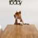 adorable purebred dog standing at wooden table and looking away