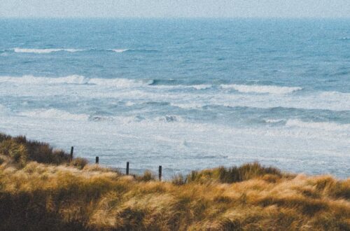 grasses on sea shore